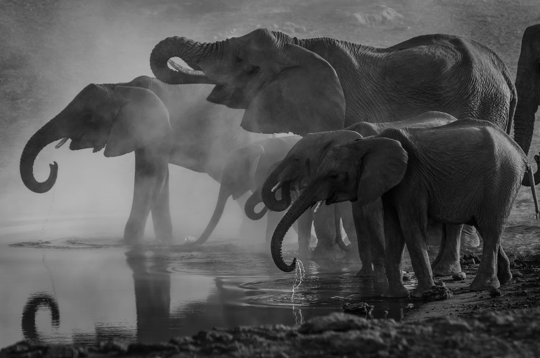 A herd of elephants drinking at a misted waterhole.